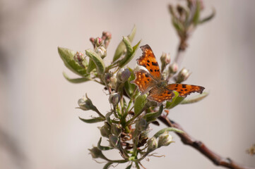 Butterfly on a tree