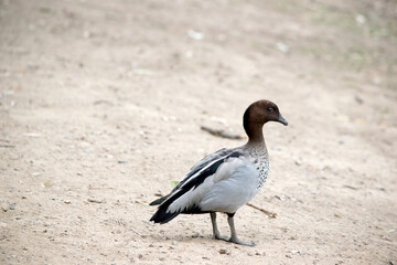 this is a side view of a Australian wood duck or Australian maned duck