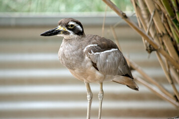 this is a side view of a beach stone curlew