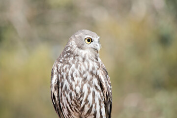 this is a close up of a barking owl