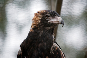 this is a close up of a black breasted buzzard