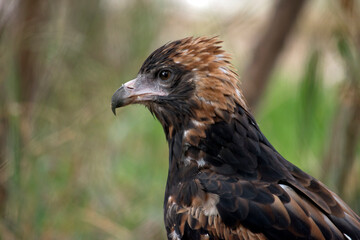 this is a side view of a black breasted buzzard