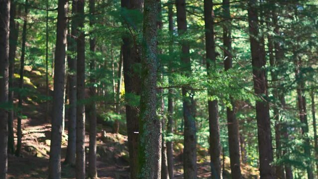 Closeup shot of tree trunk of pine tree in the pine tree forest at Van Vihar national park in Manali, Himachal Pradesh, India. Pine tree forest in Manali. Natural forest background.