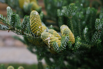 Green cones grow on a Christmas tree in the forest close-up