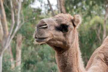 Obraz premium this is a close up of a camel