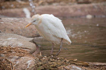 this is a side view of a cattle egret