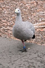 the cape barren goose is standing on one leg