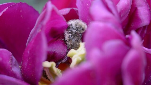 Mating of insects. Oxythyrea funesta phytophagous Mating insects inside a tulip bud