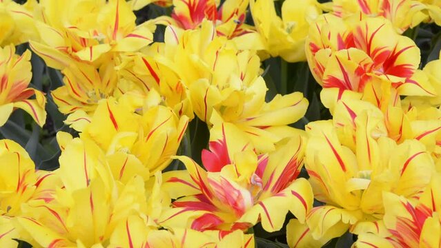 Yellow and red tulips Double Monsella spring flowers gardening. Yellow tulip field