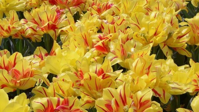 Yellow and red tulips Double Monsella spring flowers gardening. Yellow tulip field