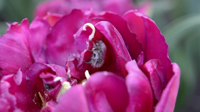 Mating of insects. Oxythyrea funesta phytophagous Mating insects inside a tulip bud