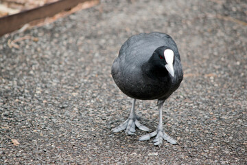 the Eurasian coot is standing on a pathway