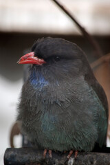 the dollar bird is mainly grey with blue wings