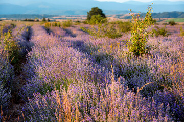 Fototapeta premium Sunset Lavender Field in the summer
