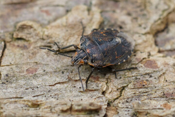 Detailed closeup on a small pentatomid shiedlbug, Holcogaster fibulata sitting on wood