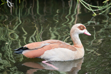 the Egyptian goose is swimming in the river