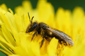Closeup on a Buff-tailed Mining Bee,Andrena humilis sitting on a yellow dandelion flower