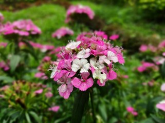 Pink Dianthus barbatus flowers are blooming