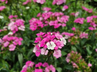 Pink Dianthus barbatus flowers are blooming