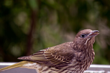 this is a close up of a female figbird