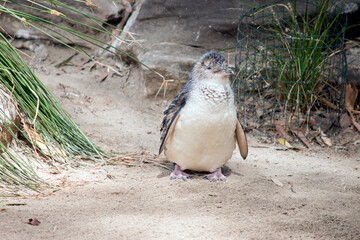 the fairy penguin walked down the path toward the water