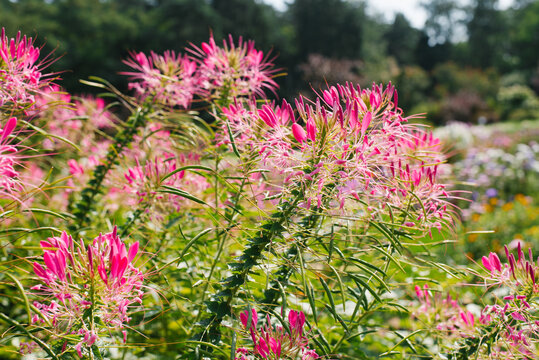 Pink or purple cleoma flowers bloom in the garden in summer