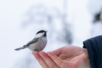 Adorable small willow tit, Poecile montanus standing on a hand and looking up seeking for food on a winter day in northern nature