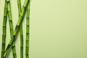 Fototapeta na wymiar Concept of tropical and summer plant - bamboo