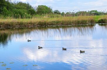 Kilka kaczek płynących po jeziorze