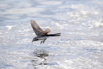 Small white wagtail, Motacilla alba looking for insects flying above the surface of shallow water