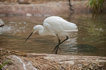 this is a side view of a great egret looking for food