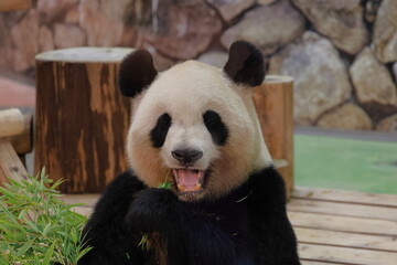 Obraz premium 白浜のパンダ結浜