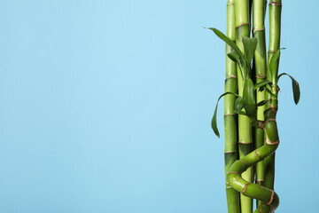 Fototapeta na wymiar Concept of tropical and summer plant - bamboo