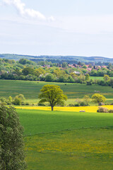 Fototapeta premium Single tree in green and yellow farm fields in Skåne Sweden during spring