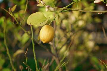 Fresh organic lemon on the tree in greenhouse.