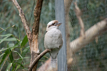 the laughing kookaburra is perched on a tree branch
