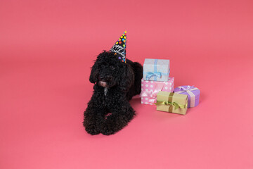 Black Toy poodle dog on pink background, Dog Birthday