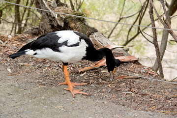this is a side view of a magpie goose