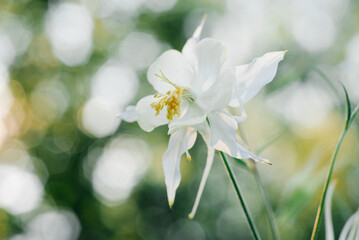 Delicate beautiful white Aquilegia flower in the garden in summer
