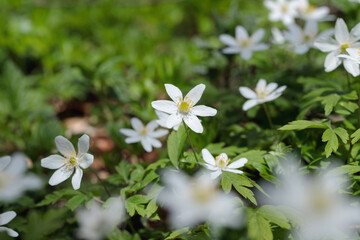 Wood anemones in a forest (Anemone nemorosa).