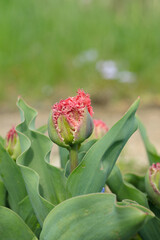 Fringed tulip bud. Growth stage before bloom.