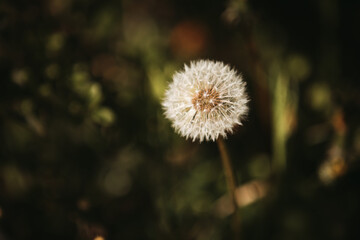 Closeup of a dandelion blowball in front of a dark background