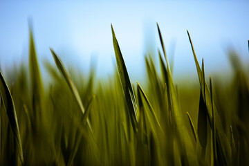 Close-up grass with shallow depth of field