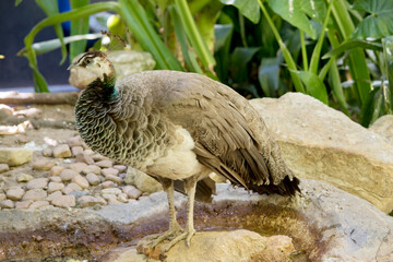 the pea hen is walking over rocks