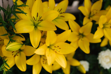 Yellow lily flowers in the summer garden