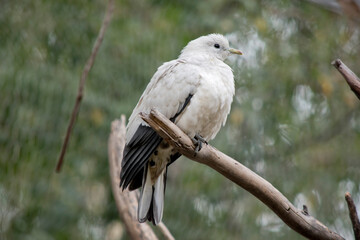 the pied Torresian Imperial Pigeon is perched on a tree branch