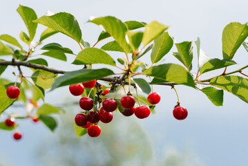 Obraz premium Branch of ripe cherries on a tree in a garden