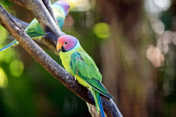 this is a male plum headed parakeet resting on a tree branch
