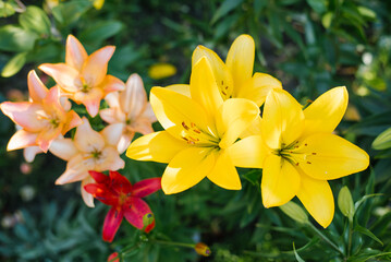 Multicolored Asian lilies bloom in the garden in summer