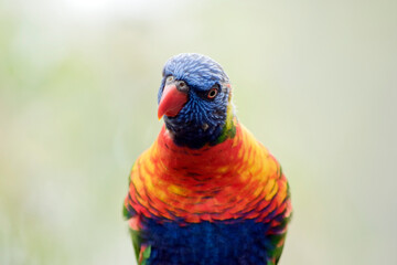 this is a close up of a rainbow lorikeet